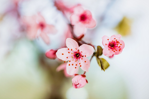 Cherry Blossom Stock Photo - Download Image Now - Cherry Blossom, Japan,  Oriental Cherry Tree - iStock