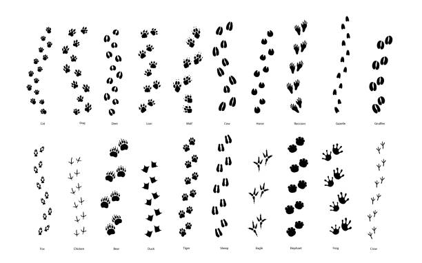 큰 세트의 동물 및 조류 추적 단계 흰색에 임 프린트 - animal stock illustrations