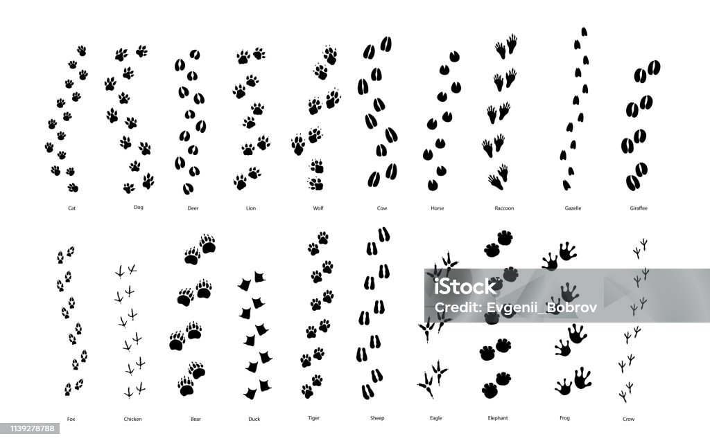 Large set of animal and bird trace steps imprints on white Large set of animal and bird trace steps imprints isolated on white Footprint stock vector
