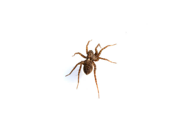 istock Close Up of a  Spotted Wolf Spider on White Background 1139278876