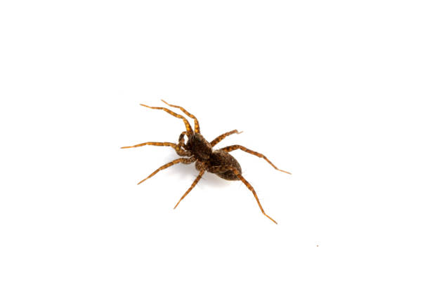 istock Close Up of a  Spotted Wolf Spider on White Background 1139278910