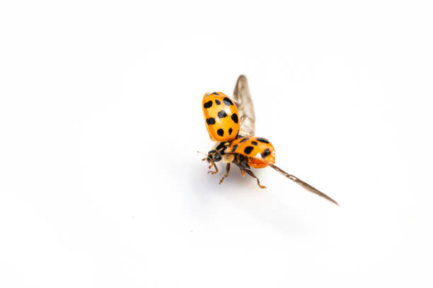 istock Close Up of A Flying Ladybird Ladybug On White Background 1139279035