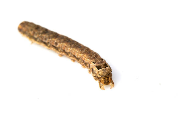 istock Butterfly Or Moth Brown Caterpillar Close Up on White Background 1139279109