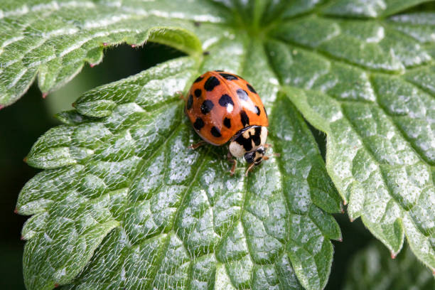 istock Close Up of A Ladybird Ladybug On Green Leaf 1139279116
