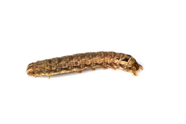 istock Butterfly Or Moth Brown Caterpillar Close Up on White Background 1139279122