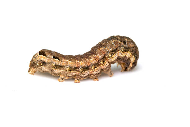 istock Butterfly Or Moth Brown Caterpillar Close Up on White Background 1139279171