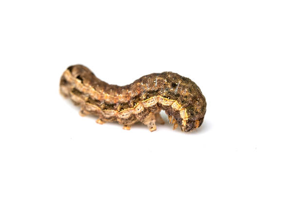 schmetterling oder moth brown caterpillar close up auf weißem hintergrund - made man object stock-fotos und bilder