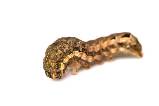 istock Butterfly Or Moth Brown Caterpillar Close Up on White Background 1139279226
