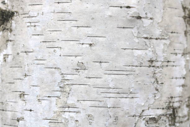 istock pattern of birch bark with black birch stripes on white birch bark 1139280663