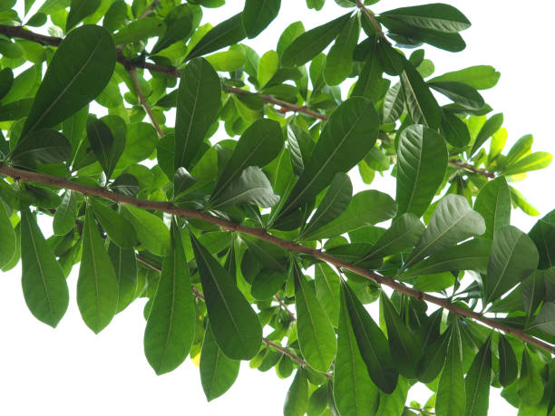 istock Leaves of Calabash Tree isolated on white background 1139281434