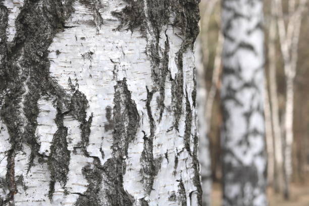 istock Birch trees with black and white birch bark 1139281617