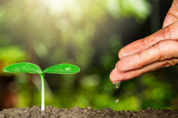 istock Hand watering green sprout on blurred bokeh background with sunlight, environmental concept 1139281743