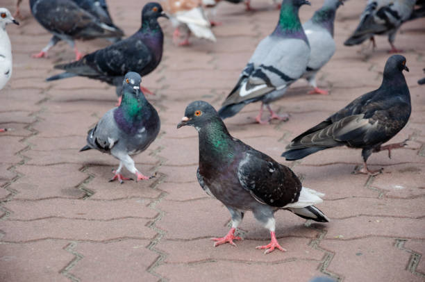 istock Bird dove on the background with grey asphalt 1139281764