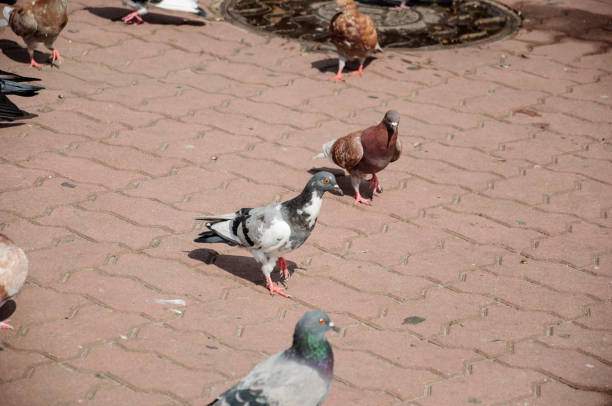 istock Bird dove on the background with grey asphalt 1139281793