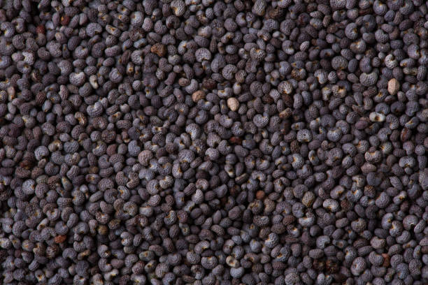 istock Poppy seeds as a background texture. Macro 1139282771