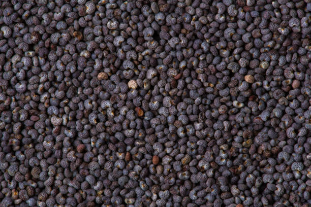 istock Poppy seeds as a background texture. Macro 1139282774