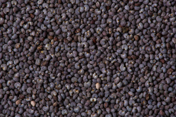 istock Poppy seeds as a background texture. Macro 1139282828