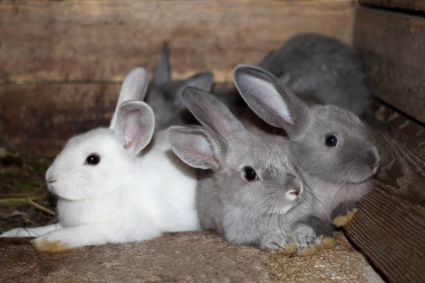 istock Gray white black rabbits in a cage on a farm live rabbit one looks right 1139282844
