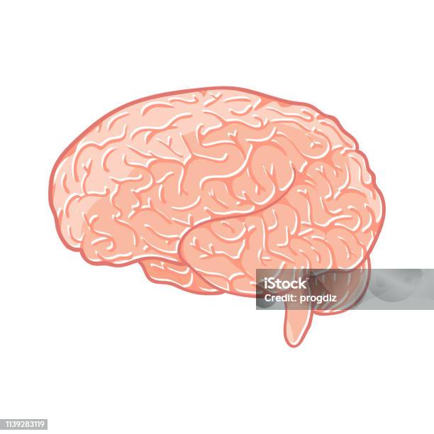 Brain Vector White Vector Brain On White Background Stock Illustration - Download Image ...