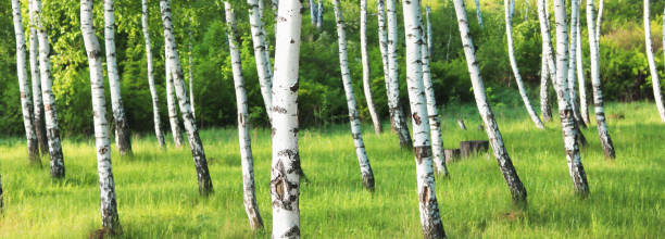 istock Young birch with black and white birch bark in spring 1139285612
