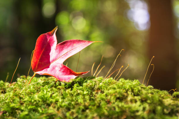 istock Red maple leaf on stone covered green moist moss in forest. 1139285666