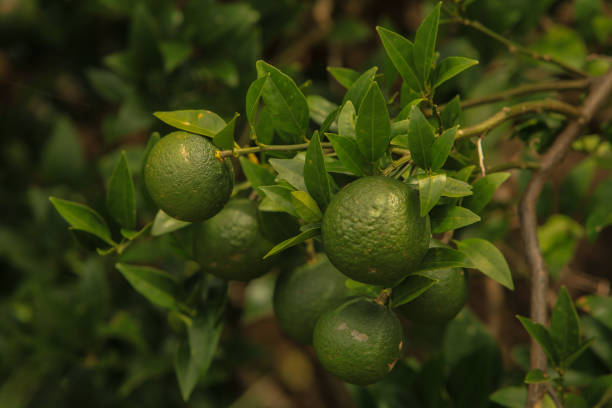 Hirami Lemon made specially in Okinawa