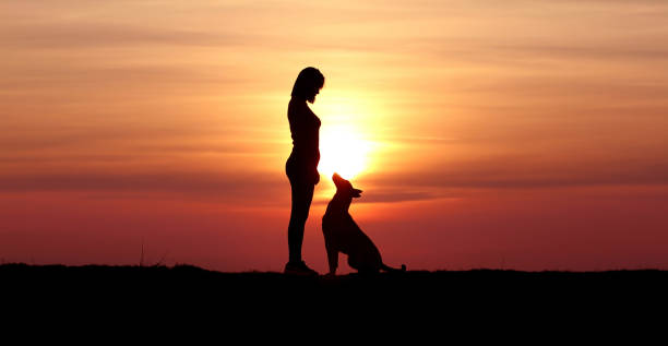 istock Girl and dog on sunset background 1139287943