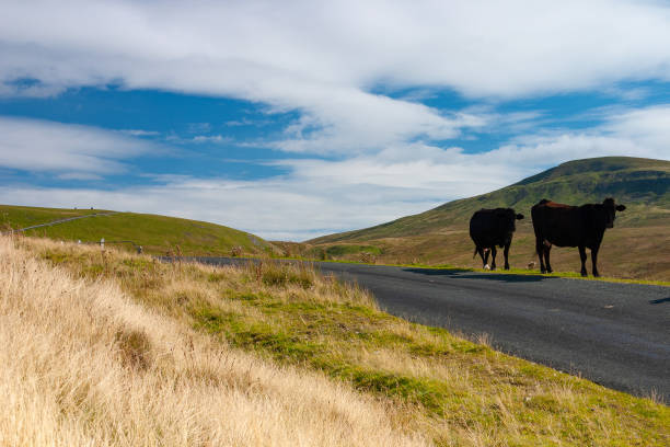 istock The typical landscape in Yorkshire Dales National Park, Great Britain. 1139288018