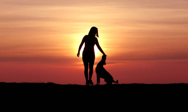 istock Girl and dog on sunset background 1139288343