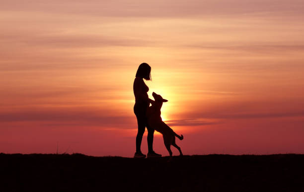 istock Girl and dog on sunset background 1139288352