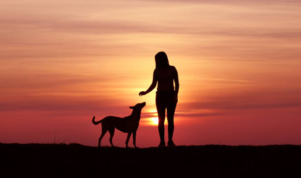 istock Girl and dog on sunset background 1139288435