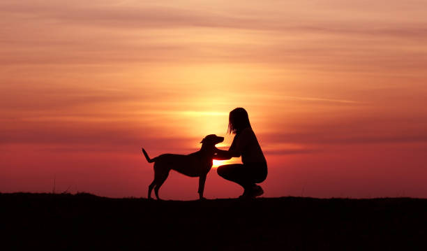 istock Girl and dog on sunset background 1139289100