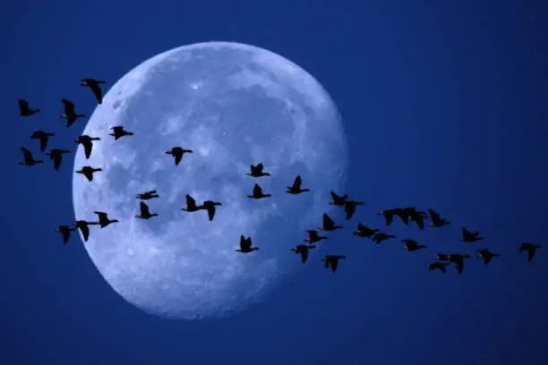 Migrating geese at night and moonlight. Romantic, mystical.
