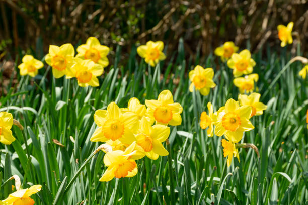 istock narcissus flower in spring 1139289482