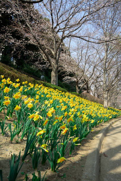 istock narcissus flower in spring 1139289498