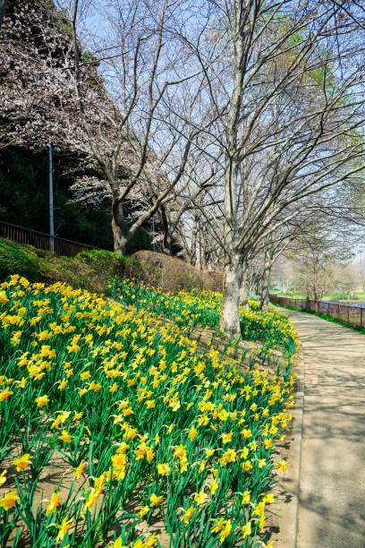 istock narcissus flower in spring 1139289506