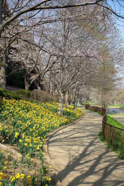 istock narcissus flower in spring 1139289517