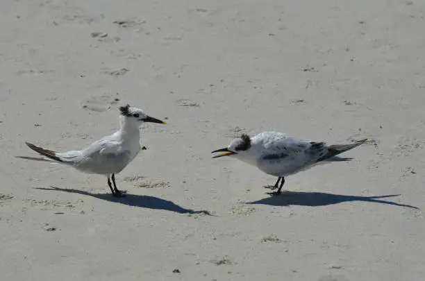 Sandwich terns fighting on the sandy beach in Florida.