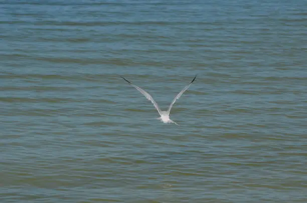 Sandwich tern bird flying with his wings extended in flight over the ocean.