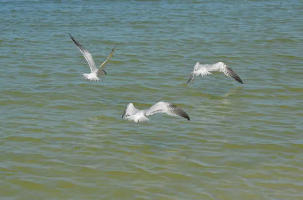 Three sandwich terns flying over the ocean.