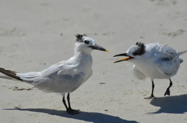 Two sandwich terns fighting along the beach in Florida.