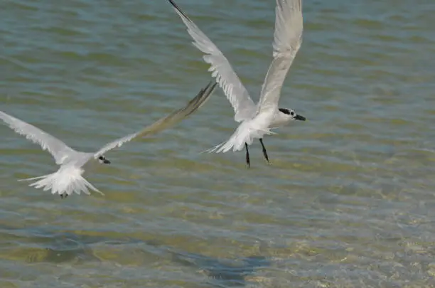 Sandwich tern birds with his wings spread over the ocean.