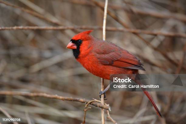Northern Cardinal Stock Photo - Download Image Now - Cardinal - Bird, Animal, Animal Body Part
