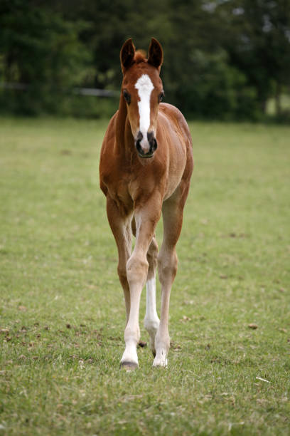 istock Young colt having fun in spring green field 1139293082