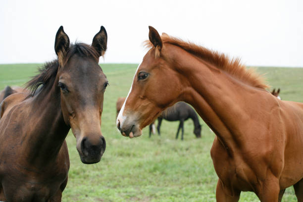 istock Young colt having fun in spring green field 1139293100