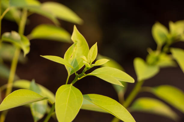 istock Leaf of Cinnamomum camphora tree 1139294114