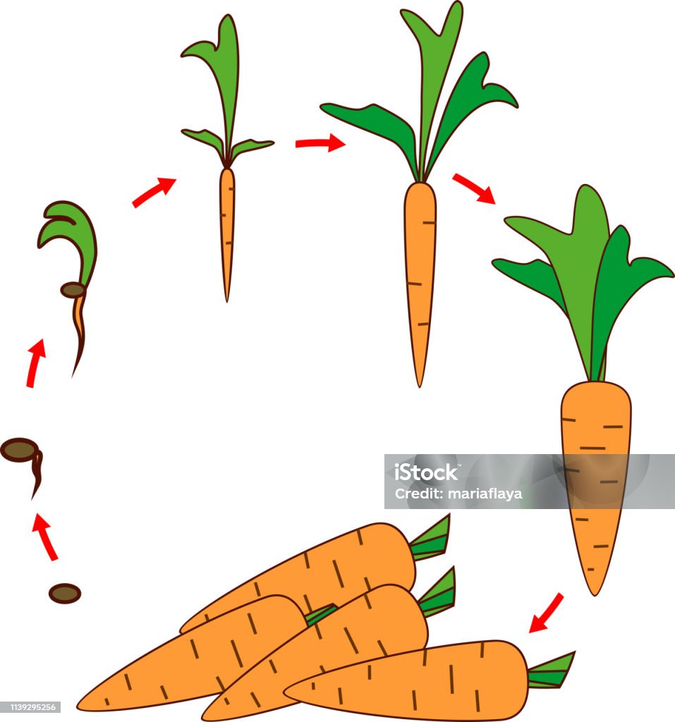 Life Cycle Of Carrot Plant Stages Of Growth From Seed And Sprout To