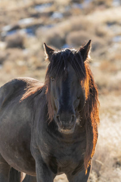 istock Wild Horse in the Utah Desert 1139295530