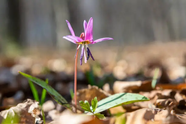 Photo of Erythronium dens-canis, the dog's-tooth-violet