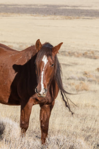 istock Wild Horse in the Utah Desert 1139295646